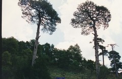Pinus nigra salzmannii