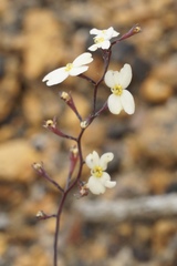 Stylidium spathulatum