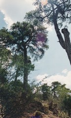 Pinus nigra salzmannii