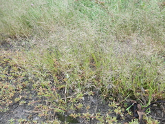 Eragrostis albensis