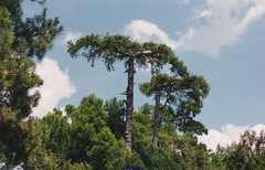 Pinus nigra salzmannii
