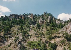 Pinus nigra salzmannii