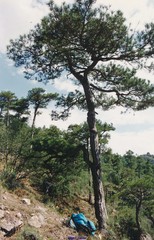 Pinus nigra salzmannii