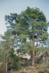 Pinus nigra salzmannii