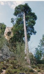 Pinus nigra salzmannii