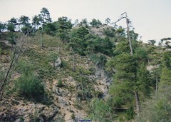 Pinus nigra salzmannii