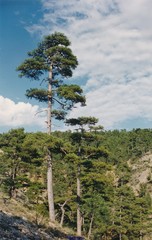 Pinus nigra salzmannii