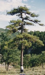 Pinus nigra salzmannii