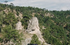 Pinus nigra salzmannii
