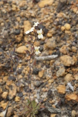 Stylidium spathulatum