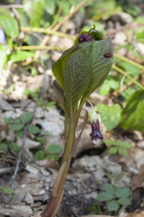 Scopolia caucasica