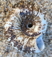 Pedinogyra rotabilis