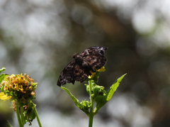 Achlyodes