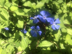 Ceratostigma plumbaginoides