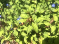 Ceratostigma plumbaginoides