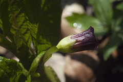 Scopolia caucasica