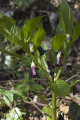 Scopolia caucasica