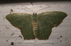 Chloropteryx tepperaria