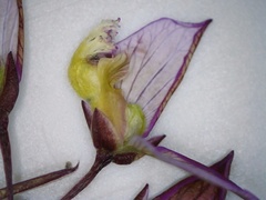 Polygala triquetra