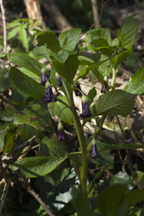 Scopolia caucasica