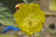 Opuntia ficus-indica
