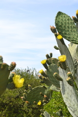 Opuntia ficus-indica