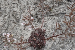 Stylidium assimile