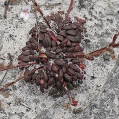 Stylidium assimile