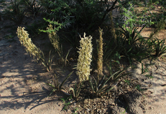 Sansevieria aethiopica