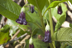 Scopolia caucasica