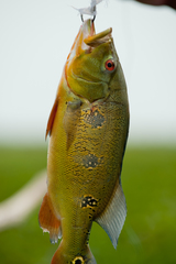 Cichla orinocensis