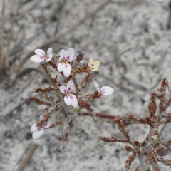 Stylidium assimile