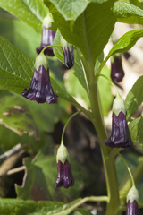 Scopolia caucasica