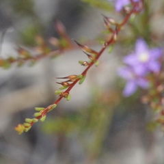 Calytrix leschenaultii