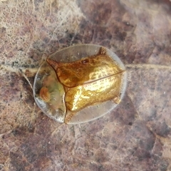 Aspidimorpha quadriremis