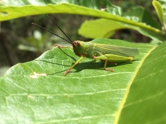 Zoniopoda similis