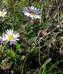 Athrixia heterophylla heterophylla