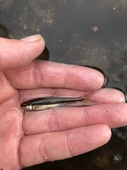 Pteronotropis harperi