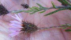Athrixia heterophylla heterophylla