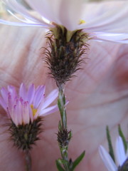 Athrixia heterophylla heterophylla
