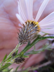 Athrixia heterophylla heterophylla