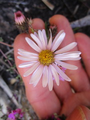 Athrixia heterophylla heterophylla