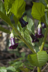 Scopolia caucasica