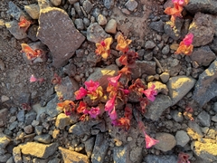 Diplacus cascadensis