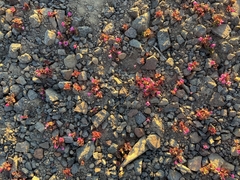 Diplacus cascadensis