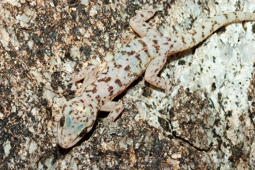 Peninsular Leaf-toed Gecko