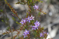 Calytrix leschenaultii