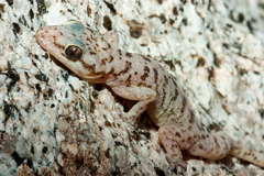 Phyllodactylus nocticolus