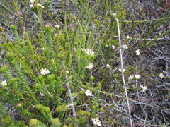 Lachnaea burchellii