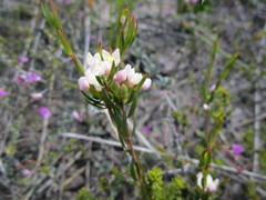 Lachnaea burchellii